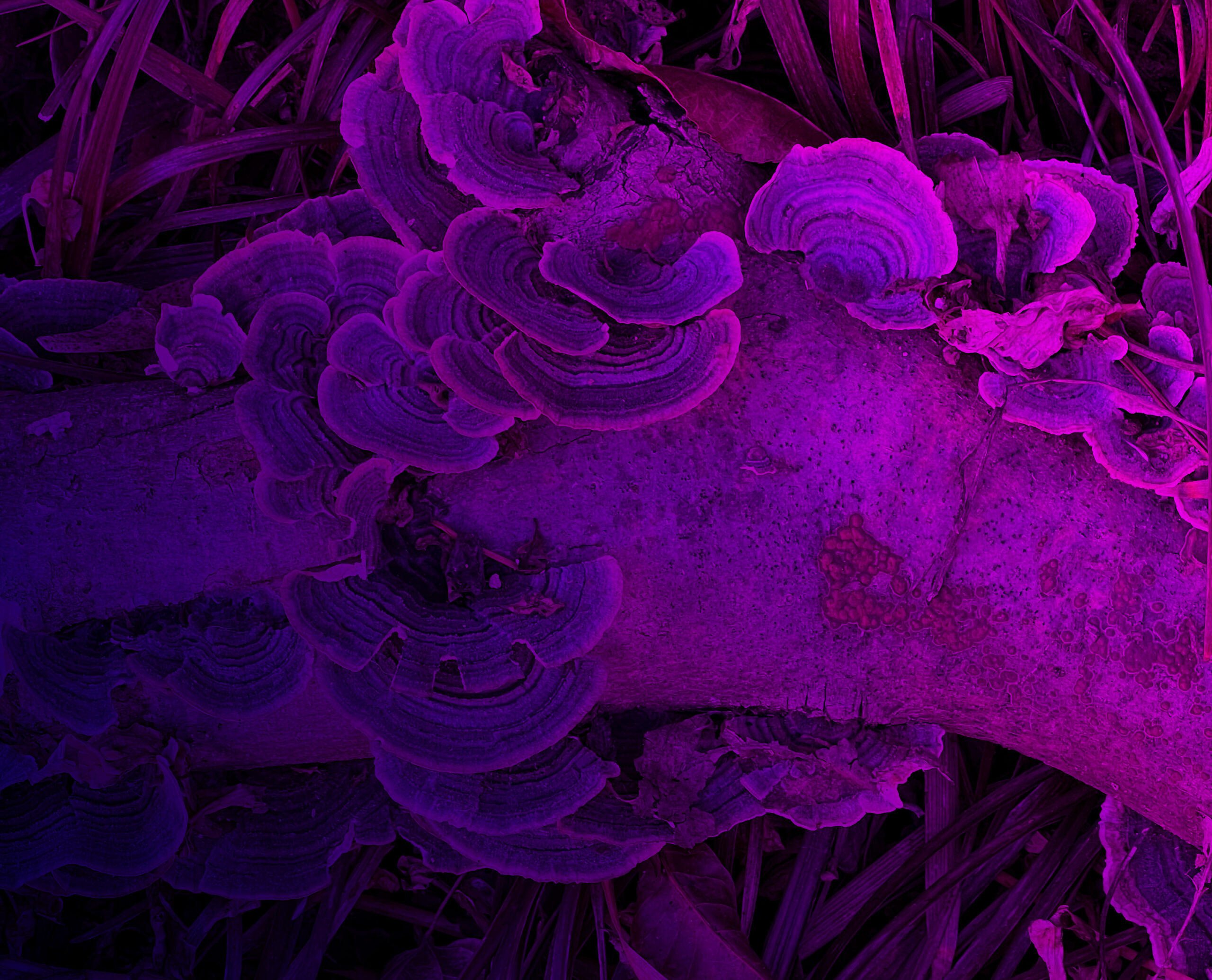 Fungus Tree Growth